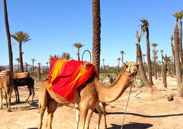 Camel Ride in the Oasis Palmeraie
